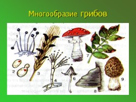 Шляпочные грибы (5 класс), слайд 3