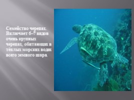 Морские черепахи, слайд 2