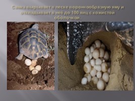 Морские черепахи, слайд 5
