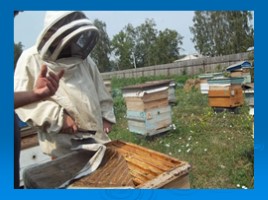 Пчела - фабрика ценных веществ, слайд 21