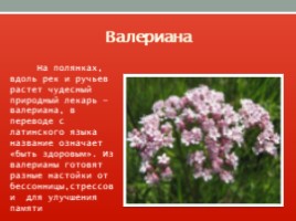 Красная книга Ленинградской области, слайд 29