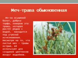 Красная книга Ленинградской области, слайд 32
