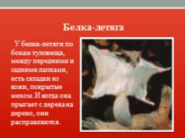 Красная книга Ленинградской области, слайд 9