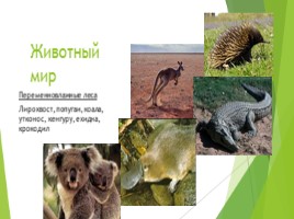 Особенности природы Австралии, слайд 9