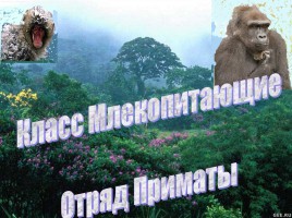 Класс млекопитающие - Отряд приматы, слайд 1