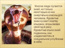 Змеи (3 класс), слайд 7