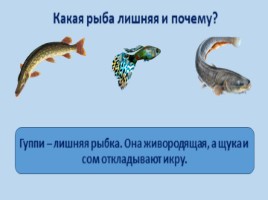 Речные рыбы (8 класс), слайд 2
