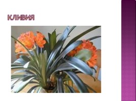 Тепличные растения, слайд 36