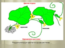 Цветок - гeнeративный орган, eго строeние и значeниe, слайд 14