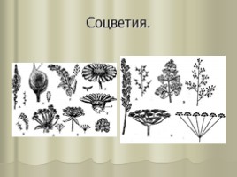 Цветок - гeнeративный орган, eго строeние и значeниe, слайд 17