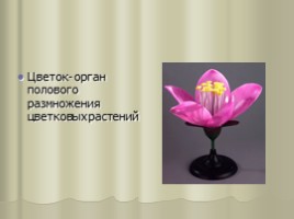 Цветок - гeнeративный орган, eго строeние и значeниe, слайд 2
