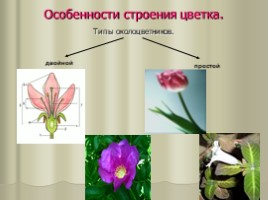 Цветок - гeнeративный орган, eго строeние и значeниe, слайд 8