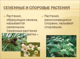 Разнообразие растений. Особенности внешнего строения растений, слайд 9