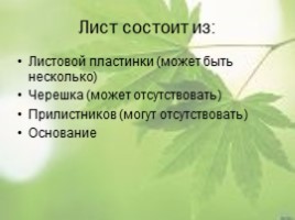 Внешнее и внутреннее строение листа, слайд 7