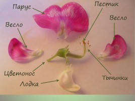 Строение цветка бобовых, слайд 6
