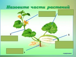 Что общего у разных растений? (3 класс), слайд 12
