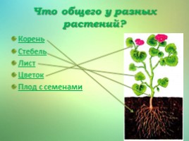 Что общего у разных растений? (3 класс), слайд 5