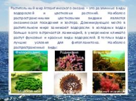 Океаны Земли (4 класс УМК «Гармония»), слайд 9