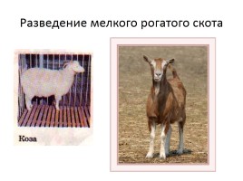 Животноводство в нашем крае, слайд 23