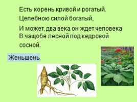 Узнай лекарственное растение, слайд 13