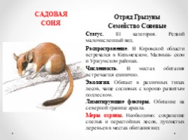 Виды и подвиды млекопитающих внесённых в Красную книгу Кировской области, слайд 10
