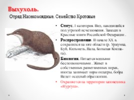 Виды и подвиды млекопитающих внесённых в Красную книгу Кировской области, слайд 2