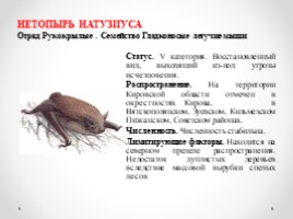 Виды и подвиды млекопитающих внесённых в Красную книгу Кировской области, слайд 3