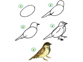 Учимся рисовать птиц (ИЗО), слайд 19
