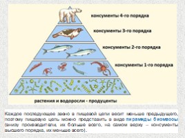 Экологическая пирамида (11 класс), слайд 6