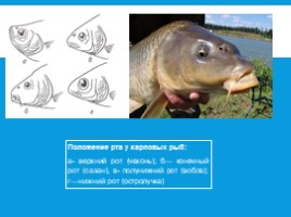 Рыбы: общая характеристика и внешнее строение (8 класс), слайд 18