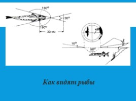 Рыбы: общая характеристика и внешнее строение (8 класс), слайд 19