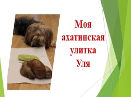 Моя ахатинская улитка Уля (2 класс), слайд 5