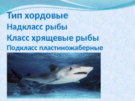 Тип хордовые акулы, слайд 1