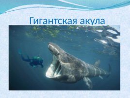 Тип хордовые акулы, слайд 10