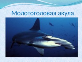 Тип хордовые акулы, слайд 11