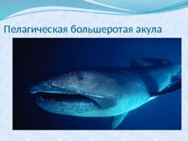 Тип хордовые акулы, слайд 12