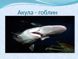 Тип хордовые акулы, слайд 15