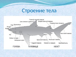 Тип хордовые акулы, слайд 4