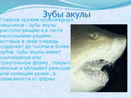Тип хордовые акулы, слайд 5