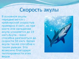 Тип хордовые акулы, слайд 9