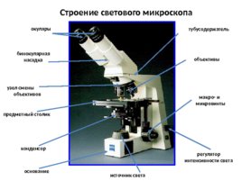 Занятие 1. Световая микроскопия, слайд 2