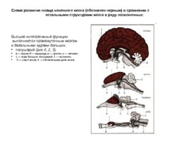 Анатомия ЦНС, слайд 13