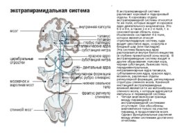 Анатомия ЦНС, слайд 35