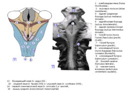 Анатомия ЦНС, слайд 36
