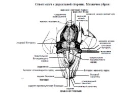 Анатомия ЦНС, слайд 42