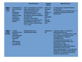 Анатомия ЦНС, слайд 56