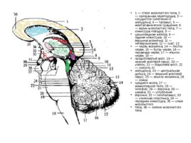 Анатомия ЦНС, слайд 83