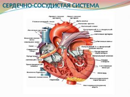 Анатомия и физиология с позиции анестезиологии и реаниматологии, слайд 18