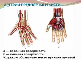 Анатомия и физиология с позиции анестезиологии и реаниматологии, слайд 33