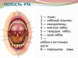 Анатомия и физиология с позиции анестезиологии и реаниматологии, слайд 4